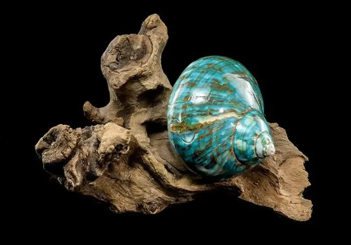 Framed Print : A vibrant turquoise nautilus shell with swirling brown and white patterns