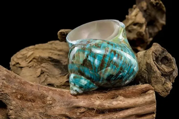 Framed Print : A vibrant turquoise nautilus shell with swirling brown and white patterns Framed Print : A vibrant turquoise nautilus shell with swirling brown and white patterns