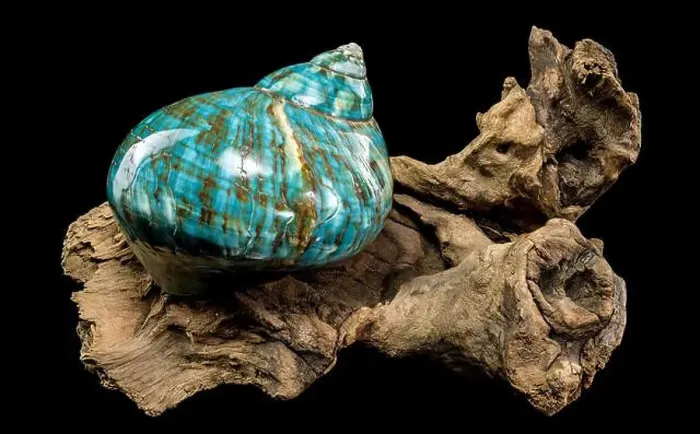 Framed Print : A vibrant turquoise nautilus shell with swirling brown and white patterns Framed Print : A vibrant turquoise nautilus shell with swirling brown and white patterns