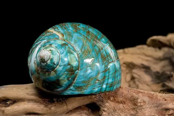 Framed Print : A vibrant turquoise nautilus shell with swirling brown and white patterns Framed Print : A vibrant turquoise nautilus shell with swirling brown and white patterns