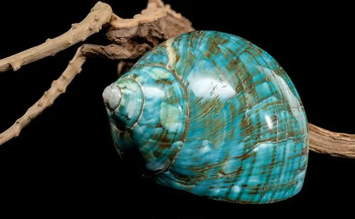 Framed Print : A vibrant turquoise nautilus shell with swirling brown and white patterns Framed Print : A vibrant turquoise nautilus shell with swirling brown and white patterns