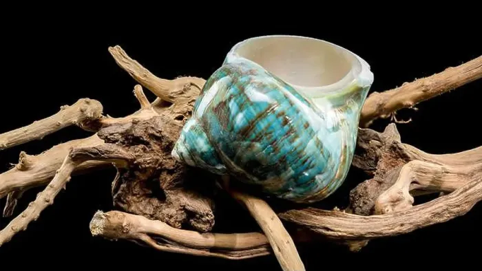 Framed Print : A vibrant turquoise nautilus shell with swirling brown and white patterns Framed Print : A vibrant turquoise nautilus shell with swirling brown and white patterns