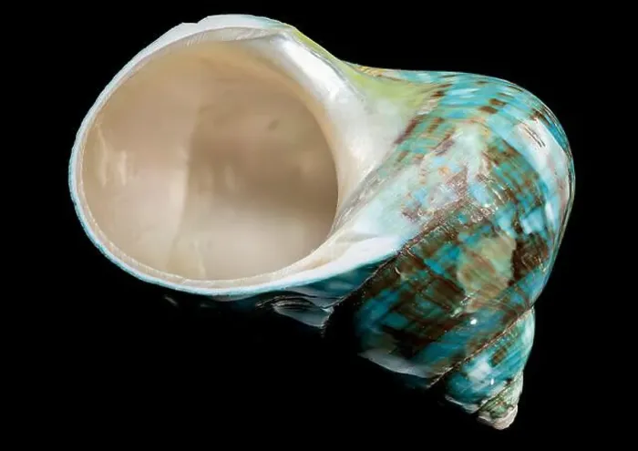 Framed Print : A vibrant turquoise nautilus shell with swirling brown and white patterns against a black background Framed Print : A vibrant turquoise nautilus shell with swirling brown and white patterns against a black background