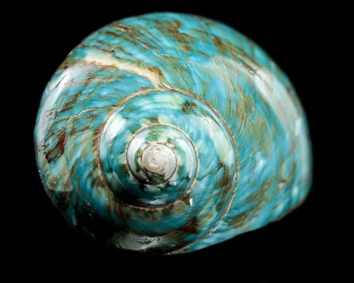 Framed Print : A vibrant turquoise nautilus shell with swirling brown and white patterns against a black background Framed Print : A vibrant turquoise nautilus shell with swirling brown and white patterns against a black background