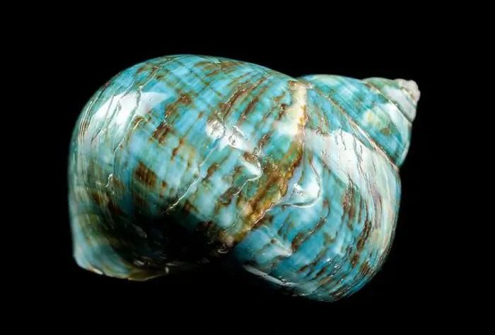 Framed Print : A vibrant turquoise nautilus shell with swirling brown and white patterns against a black background Framed Print : A vibrant turquoise nautilus shell with swirling brown and white patterns against a black background