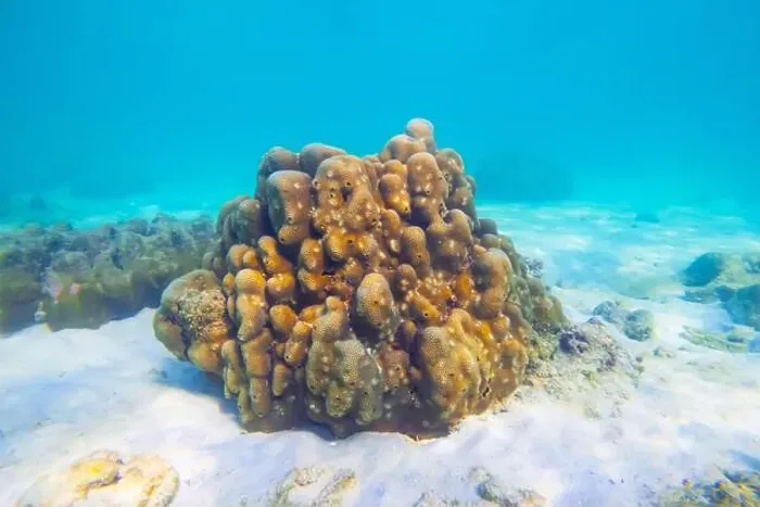 Framed Print : Vibrant underwater landscape showcasing a prominent brain coral with a fish hiding underneath amidst other marine life Framed Print : Vibrant underwater landscape showcasing a prominent brain coral with a fish hiding underneath amidst other marine life