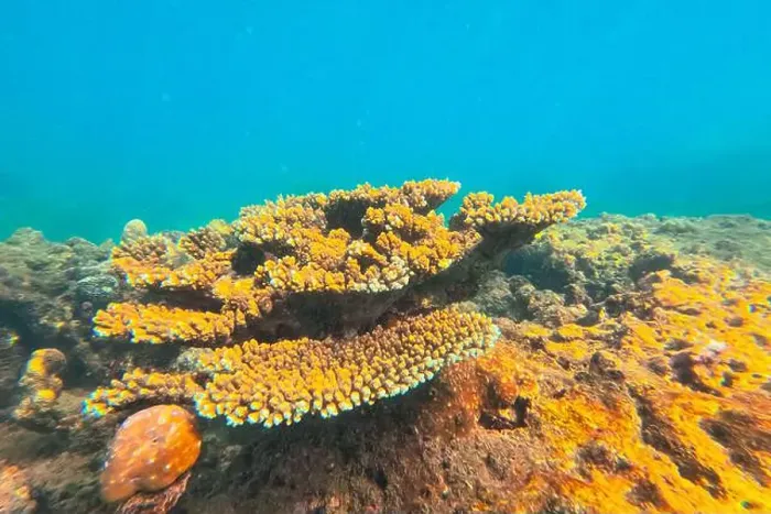 Framed Print : Vibrant underwater landscape showcasing a prominent coral with a fish hiding underneath amidst other marine life Framed Print : Vibrant underwater landscape showcasing a prominent coral with a fish hiding underneath amidst other marine life