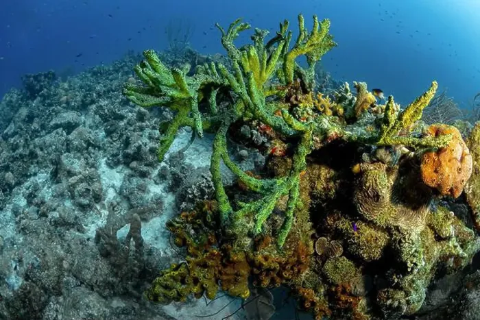 Framed Print : Vibrant underwater scene from Bonaire featuring a variety of marine species including coral formations Framed Print : Vibrant underwater scene from Bonaire featuring a variety of marine species including coral formations