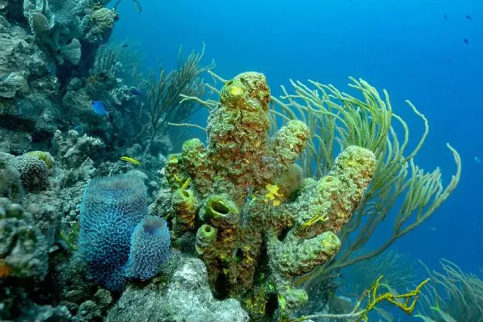 Framed Print : Vibrant underwater scene of Bonaire's coral reef with diverse marine life including a notable blue chromis Framed Print : Vibrant underwater scene of Bonaire's coral reef with diverse marine life including a notable blue chromis