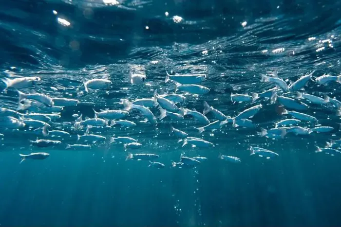 Framed Print : A vibrant underwater scene capturing a dense school of flathead grey mullet