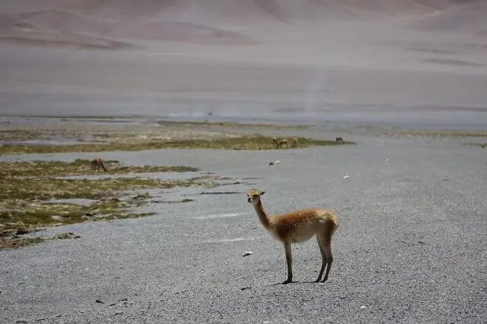 Framed Print : Vicuna in the Puna Argentina Framed Print : Vicuna in the Puna Argentina
