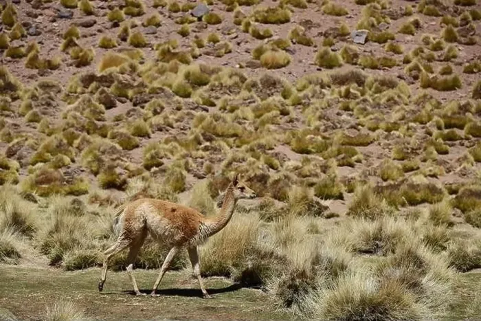 Framed Print : Vicuna in the Puna Argentina Framed Print : Vicuna in the Puna Argentina