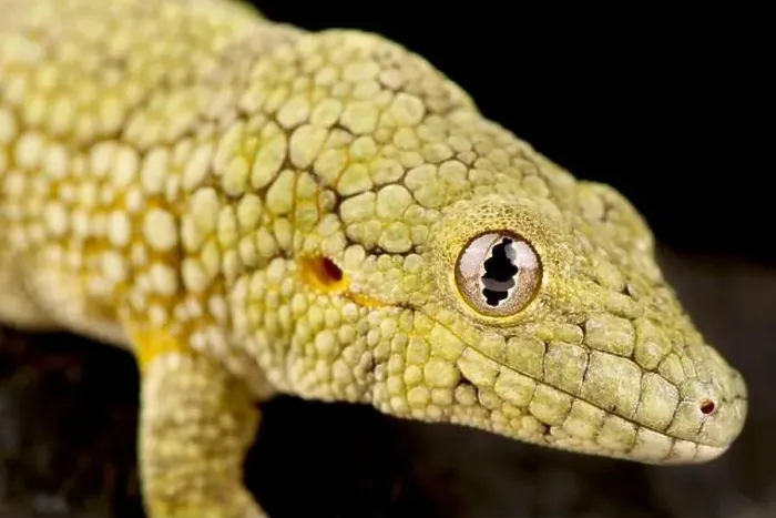 Framed Print : Vieillards chameleon gecko (Eurydactylodes vieillards)