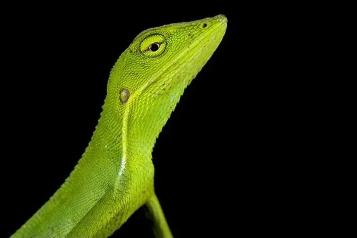 Framed Print : Vietnamese forest lizard (Bronchocela vietnamensis) Framed Print : Vietnamese forest lizard (Bronchocela vietnamensis)