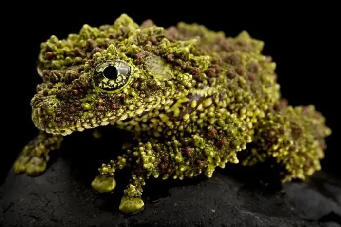 Framed Print : Vietnamese Mossy Frog (Theloderma corticale) Framed Print : Vietnamese Mossy Frog (Theloderma corticale)