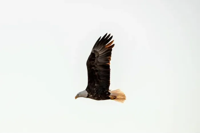 Framed Print : SIde view of an adult bald eagle flying in the blue sky with wings straight up Framed Print : SIde view of an adult bald eagle flying in the blue sky with wings straight up