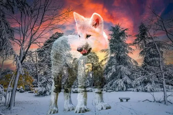Framed Print : view of an arctic wolf cub in a beautiful winter setting Framed Print : view of an arctic wolf cub in a beautiful winter setting