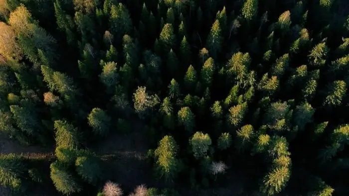 Framed Print : Top down view of autumn forest, fall woodland aerial shot. Clip. Drone fly over pine trees and yellow treetops Framed Print : Top down view of autumn forest, fall woodland aerial shot. Clip. Drone fly over pine trees and yellow treetops
