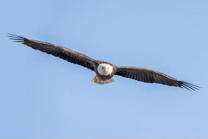Framed Print : Front view of a bald eagle flying Framed Print : Front view of a bald eagle flying