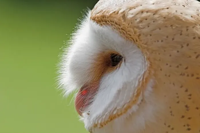 Framed Print : side view of a barn owl Framed Print : side view of a barn owl