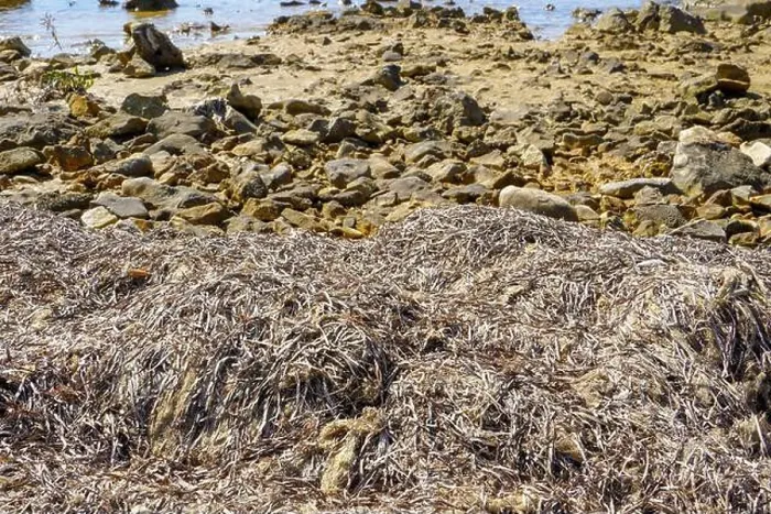 Framed Print : View at the beach with lots of sea weed on the shore Framed Print : View at the beach with lots of sea weed on the shore