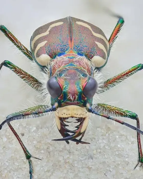 Framed Print : Full view of a brown tiger beetle with cream white spots on the elytra and dense white hairs Framed Print : Full view of a brown tiger beetle with cream white spots on the elytra and dense white hairs