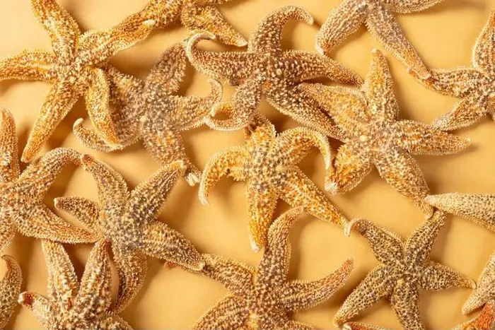 Framed Print : top view Chinese medicine starfish or Asteroidea horizontal composition Framed Print : top view Chinese medicine starfish or Asteroidea horizontal composition