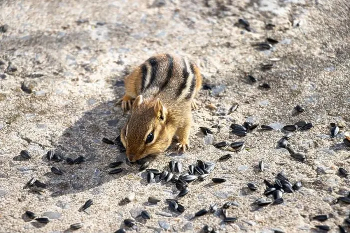 Framed Print : Front view of a chipmunk eating sunflower seeds on the ground around him Framed Print : Front view of a chipmunk eating sunflower seeds on the ground around him