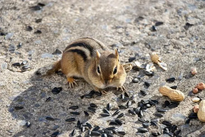 Framed Print : Front view of a chipmunk looking at us with sunflower seeds and peanuts on the ground around him Framed Print : Front view of a chipmunk looking at us with sunflower seeds and peanuts on the ground around him