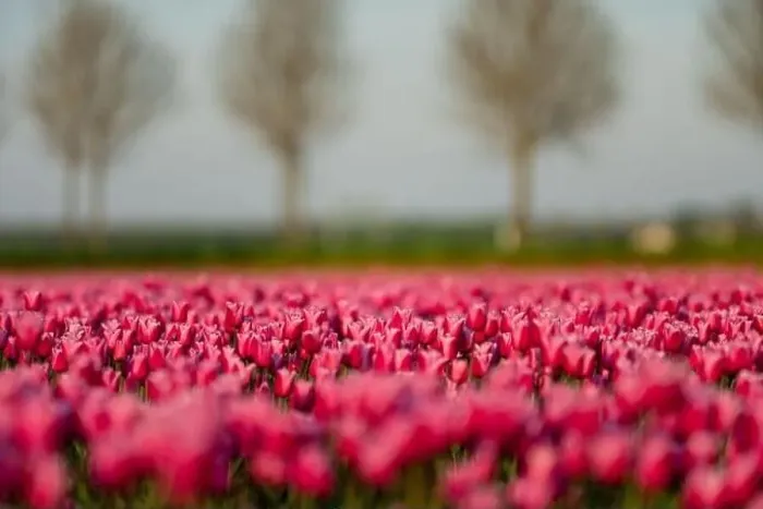 Framed Print : View over colorful tulips fields in the morning, Netherlands Framed Print : View over colorful tulips fields in the morning, Netherlands