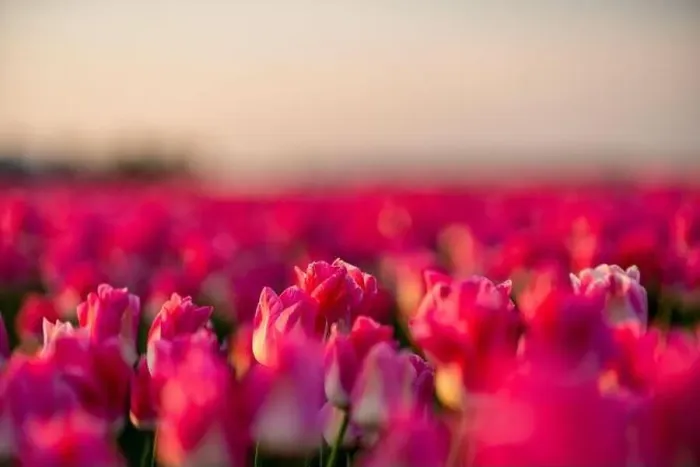 Framed Print : View over colorful tulips fields in the morning, Netherlands Framed Print : View over colorful tulips fields in the morning, Netherlands