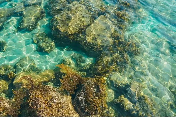 Framed Print : Top view of coral and algae over the sand in the see. Clear and transparent beach. Clear sea water surface with algae Framed Print : Top view of coral and algae over the sand in the see. Clear and transparent beach. Clear sea water surface with algae