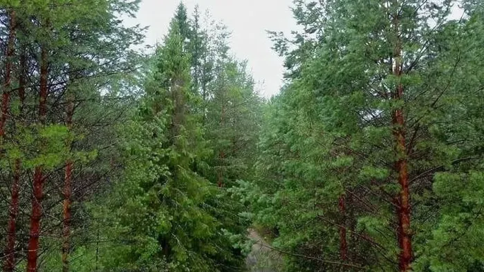 Framed Print : Top view of dirt road in green coniferous forest Framed Print : Top view of dirt road in green coniferous forest