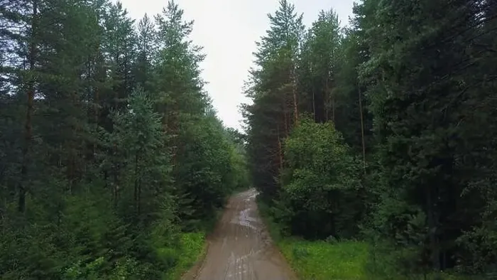 Framed Print : Top view of dirt road in green coniferous forest Framed Print : Top view of dirt road in green coniferous forest