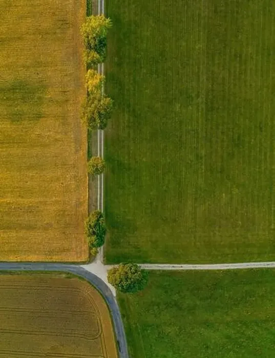 Framed Print : Top view from a drone at a avenue with green trees in a row from above