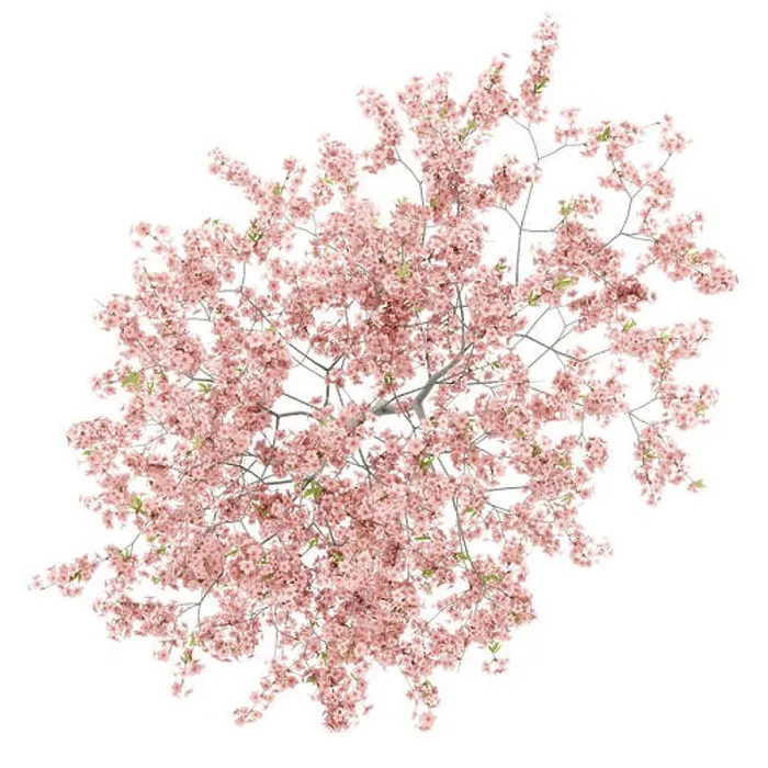 Framed Print : top view of flowering peach tree isolated on white background Framed Print : top view of flowering peach tree isolated on white background