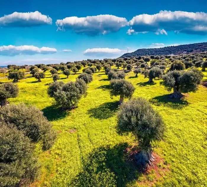 Framed Print : View from flying drone. Aerial view of olive garden with blooming yellow flowers Framed Print : View from flying drone. Aerial view of olive garden with blooming yellow flowers