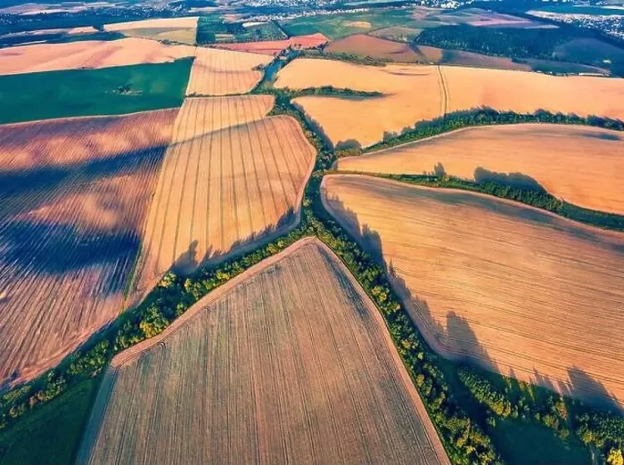 Framed Print : View from flying drone of river in shape of tree among the field of wheat Framed Print : View from flying drone of river in shape of tree among the field of wheat