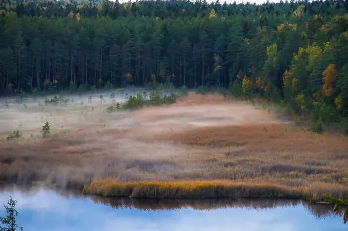 Framed Print : View of forest and Kangari lake from above. Latvian nature. Fog Framed Print : View of forest and Kangari lake from above. Latvian nature. Fog