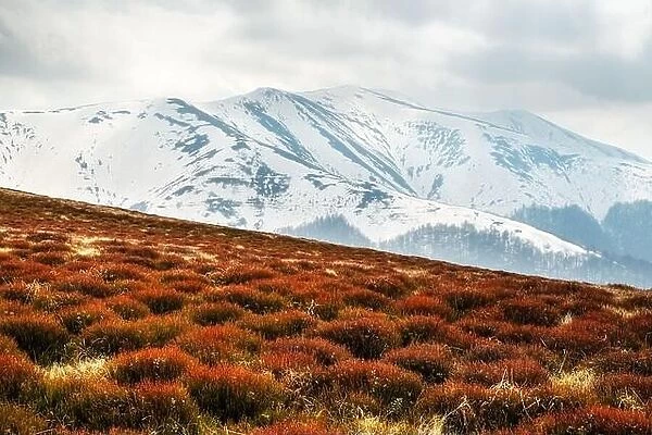 View of the grassy hills with orange tussocks and snowy mountains on background. Dramatic spring scene. Landscape photography