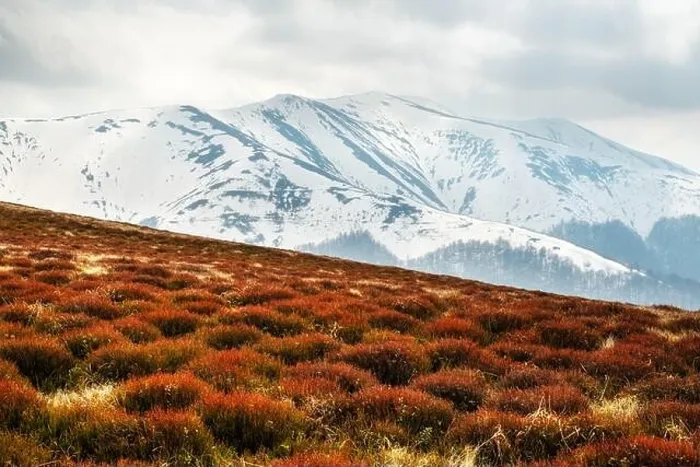 Framed Print : View of the grassy hills with orange tussocks and snowy mountains on background. Dramatic spring scene. Landscape photography Framed Print : View of the grassy hills with orange tussocks and snowy mountains on background. Dramatic spring scene. Landscape photography