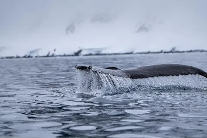 Framed Print : View of humpback whale tail in the Southern Ocean, Anrarctica Framed Print : View of humpback whale tail in the Southern Ocean, Anrarctica