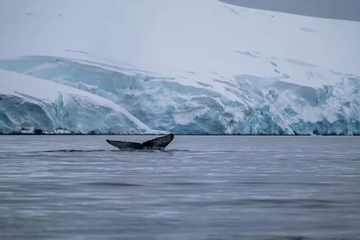Framed Print : View of humpback whale tail in the Southern Ocean, Anrarctica Framed Print : View of humpback whale tail in the Southern Ocean, Anrarctica