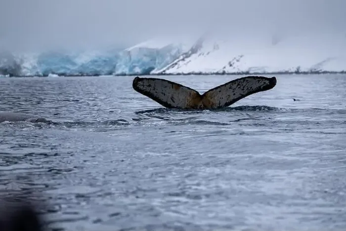 Framed Print : View of humpback whale tail in the Southern Ocean, Anrarctica Framed Print : View of humpback whale tail in the Southern Ocean, Anrarctica