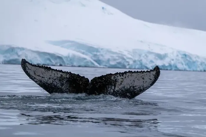 Framed Print : View of humpback whale tail in the Southern Ocean, Anrarctica Framed Print : View of humpback whale tail in the Southern Ocean, Anrarctica