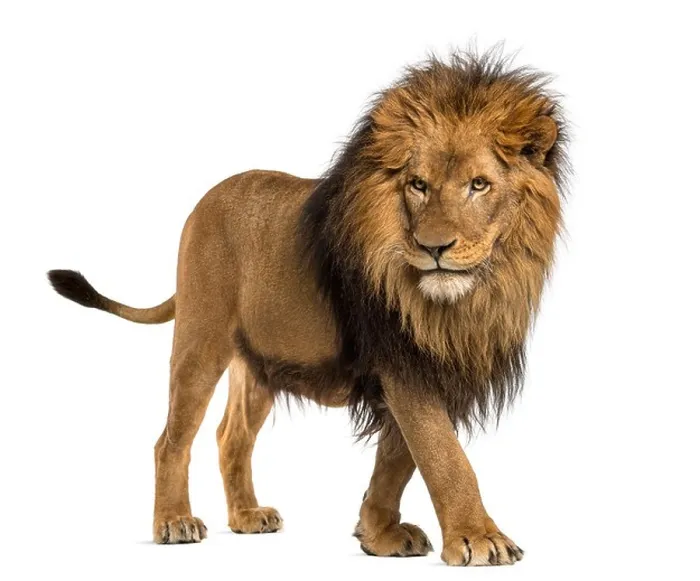 Framed Print : Side view of a Lion walking, Panthera Leo, 10 years old, against white background Framed Print : Side view of a Lion walking, Panthera Leo, 10 years old, against white background