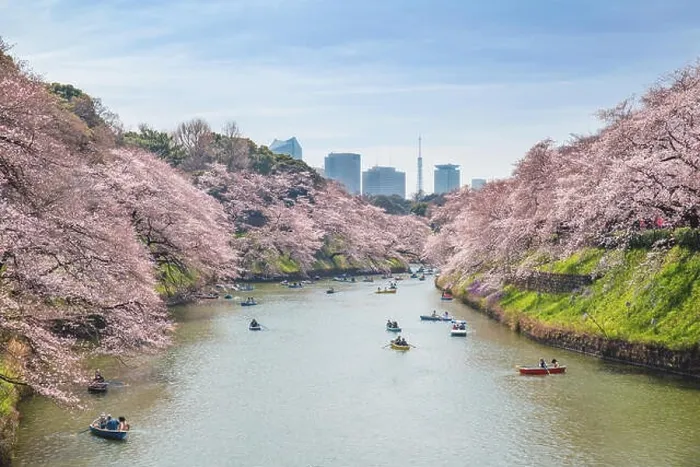 Framed Print : View of massive cherry blossoming in Tokyo, Japan as background. Photoed at Chidorigafuchi, Tokyo, Japan Framed Print : View of massive cherry blossoming in Tokyo, Japan as background. Photoed at Chidorigafuchi, Tokyo, Japan