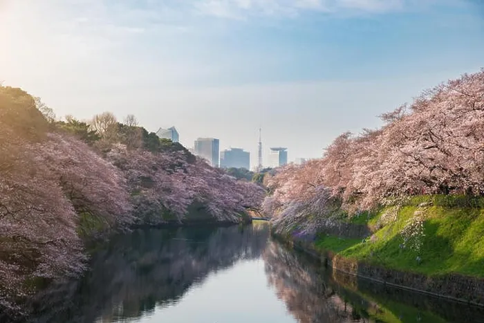 Framed Print : View of massive cherry blossoming in Tokyo, Japan as background. Photoed at Chidorigafuchi, Tokyo, Japan Framed Print : View of massive cherry blossoming in Tokyo, Japan as background. Photoed at Chidorigafuchi, Tokyo, Japan