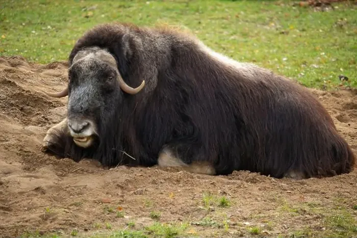 Framed Print : View of muskoxen laying down in the grass Framed Print : View of muskoxen laying down in the grass