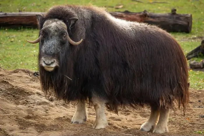Framed Print : View of muskoxen staying on grass Framed Print : View of muskoxen staying on grass